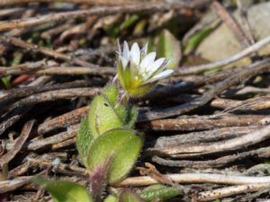 Cerastium semidecandrum - Little Mouse-ear - Vårarv
