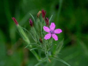 Dianthus armeria - Deptford's Pink - Knippnejlika