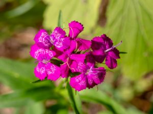 Dianthus barbatus - Sweet-William - Borstnejlika
