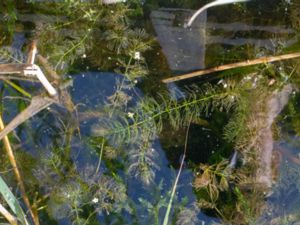 Ceratophyllum submersum - Soft Hornwort - Vårtsärv
