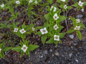 Cornus unalaschkensis - Alaskan Bunchberry