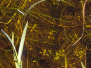 Crassula aquatiqa - Water Pygmyweed - Fyrling