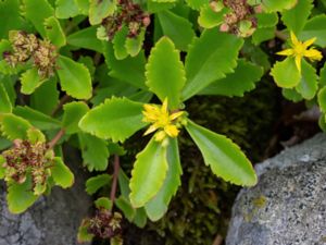 Phedimus ellacombianus - Orange Stonecrop - Japanskt fetblad