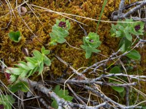 Rhodiola integrifolia - Entireleaf Stonecrop