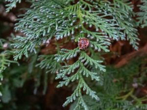 Chamaecyparis obtusa - Hinoki Cypress - Japansk ädelcypress
