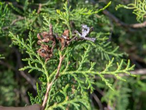 Cupressus sempervirens - Mediterranean Cypress - Äkta cypress