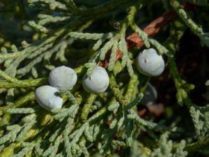 Juniperus × pfitzeriana - Pfitzer Juniper - Trädgårdsen