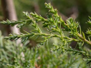 Juniperus chinensis - Chinese Juniper - Kinesisk en
