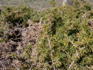 Juniperus oxycedrus - Western Prickly Juniper