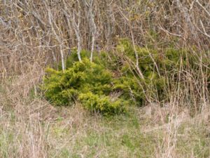 Juniperus sabina - Savin - Sävenbom