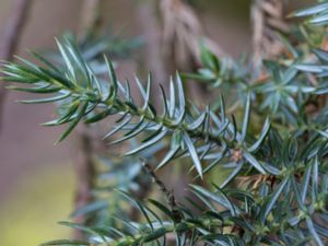 Juniperus squamata - Flaky Juniper - Himalayaen