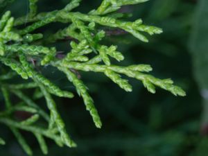 Juniperus virginiana - Red Cedar - Blyerts-en