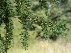 Taxus baccata - Yew - Idegran