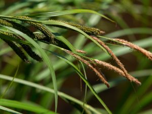Carex acuta - Grey Sedge - Vasstarr