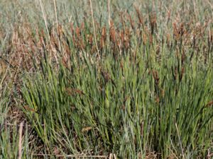 Carex acutiformis - Lesser Pondsedge - Brunstarr