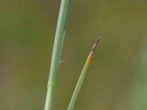 Carex appropoinquata - Fibrous Tussock Sedge - Tagelstarr