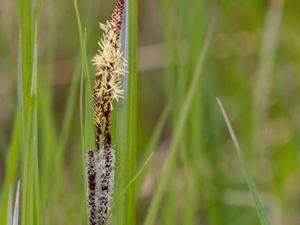 Carex aquatilis - Water Sedge - Norrlandsstarr