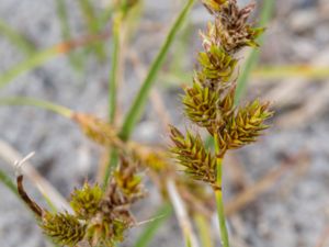 Carex arenaria - Sand Sedge - Sandstarr