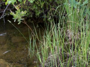 Carex buxbaumii - Club Sedge - Klubbstarr