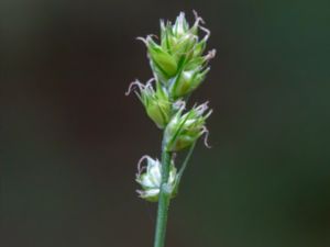 Carex canescens - White Sedge - Gråstarr