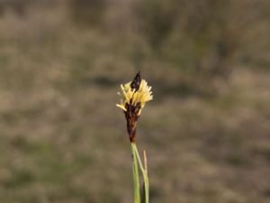 Carex caryophyllea - Spring-Sedge - Vårstarr