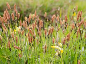 Carex cespitosa - Tuvstarr