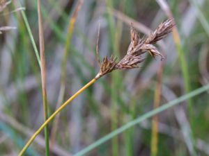 Carex colchica - Ölandsstarr
