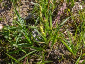 Carex demissa - Common Yellow-sedge - Grönstarr