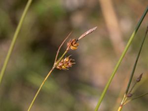 Carex distans - Distant Sedge - Glesstarr