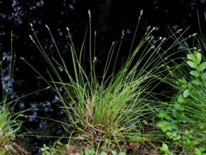 Carex divulsa - Grey Sedge - Långstarr