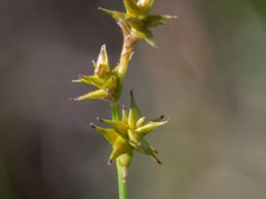 Carex echinata - Star Sedge - Stjärnstarr