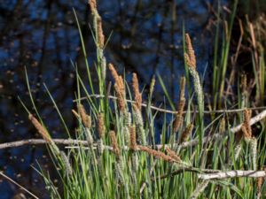 Carex elata - Tufted-sedge - Bunkestarr