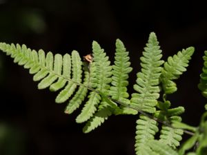 Gymnocarpium robertianum - Limestone Fern - Kalkbräken