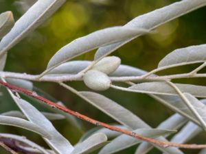 Elaeagnus angustifolia - Oleaster - Smalbladig silverbuske