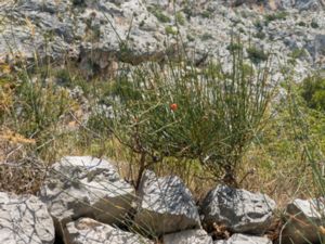 Ephedra fragilis - Joint Pine