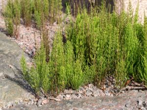 Equisetum arvense - Field Horsetail - Åkerfräken