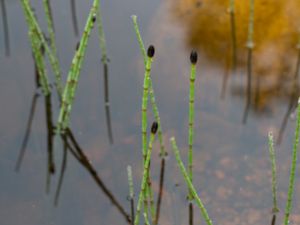 Equisetum fluviatile - Water Horsetail - Sjöfräken
