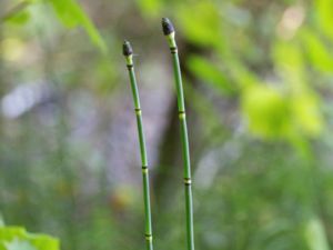 Equisetum hyemale - Rough Horsetail - Skavfräken