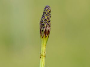 Equisetum palustre - Marsh Horsetail - Kärrfräken