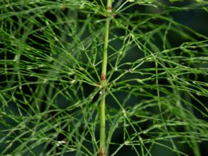 Equisetum sylvaticum - Wood Horsetail - Skogsfräken