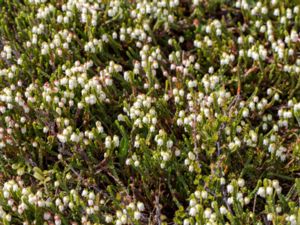 Cassiope tetragona - Arctic Bell-heather - Kantljung