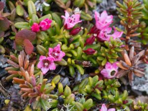 Kalmia procumbens - Alpine-azalea - Krypljung