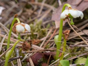 Moneses uniflora - One-flowered Wintergreen - Ögonpyrola