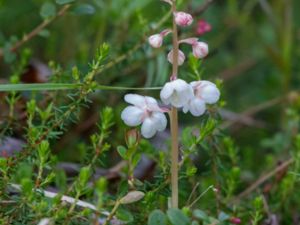 Pyrola grandiflora - Arctic Wintergreen - Islandspyrola