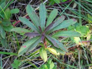 Euphorbia amygdaloides - Wood Spurge - Mandeltörel