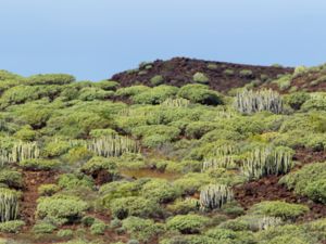 Euphorbia canariensis - Canary Island Spurge - Kanarietörel
