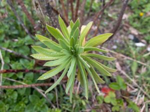 Euphorbia charasias - Mediterranian Spurge - Daggtörel