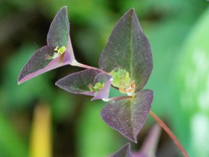 Euphorbia dulcis - Sweet Spurge - Söttörel