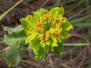 Euphorbia epithymoides - Cushion Spurge - Gulltörel