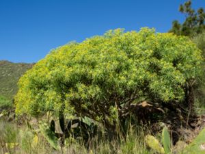 Euphorbia lamarckii - Bitter Spurge - Teneriffatörel